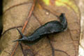 Parmarion sp.